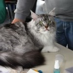 Int. Katzenausstellung in Leverkusen (03.04.2011)