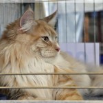 Int. Katzenausstellung in Leverkusen (16.10.2011)