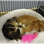 Int. Katzenausstellung in Haltern am See (22.01.2012)