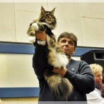Int. Katzenausstellung in Haltern am See (22.01.2012)