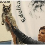 Int. Katzenausstellung in Haltern am See (22.01.2012)