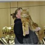 Int. Katzenausstellung in Bergheim (14.10.2012)