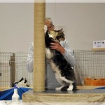 Int. Katzenausstellung in Attendorn (31.08.2013)