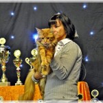 Int. Katzenausstellung in Willich (30.09.2012)