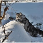 Venice stapft durch den Schnee