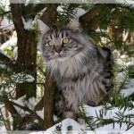 Venice beobachtet im Schnee