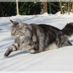 Venice stapft durch den Schnee