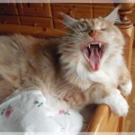 Amigo wünscht frohe Ostern